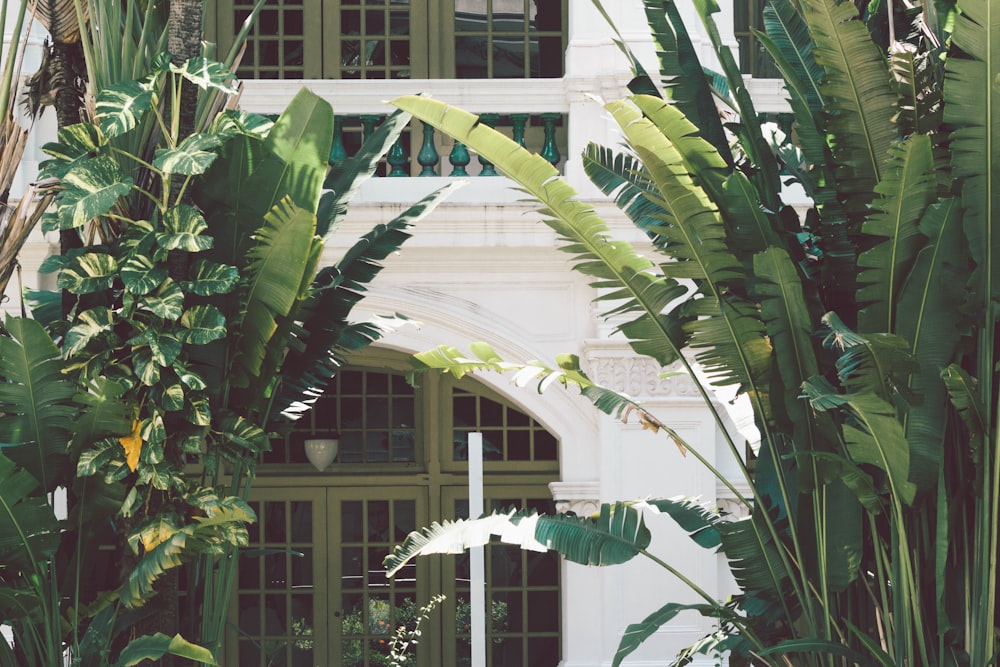 흰색 콘크리트 건물 근처의 녹색 바나나 나무
