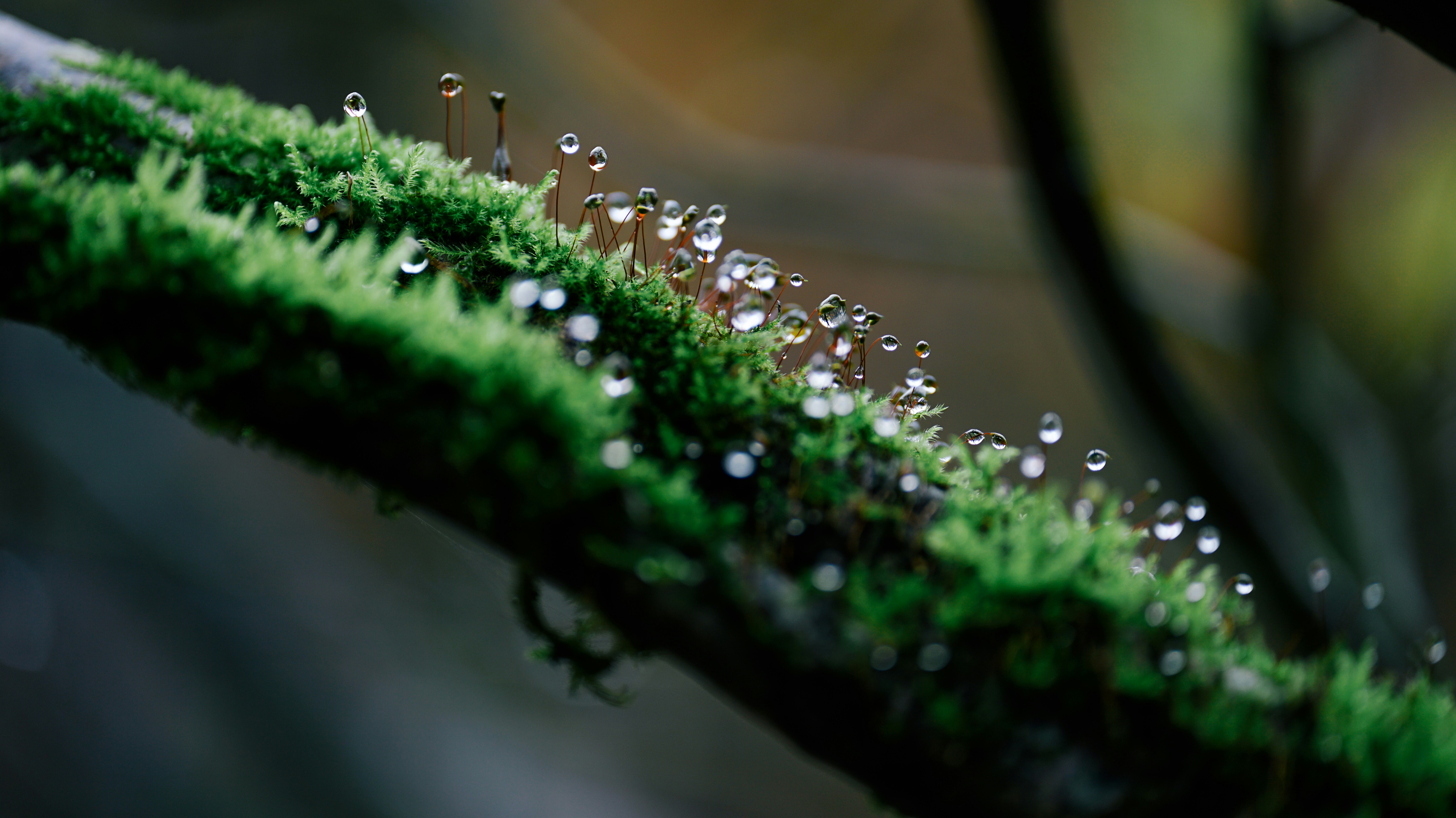 water droplets on green moss in tilt shift lens