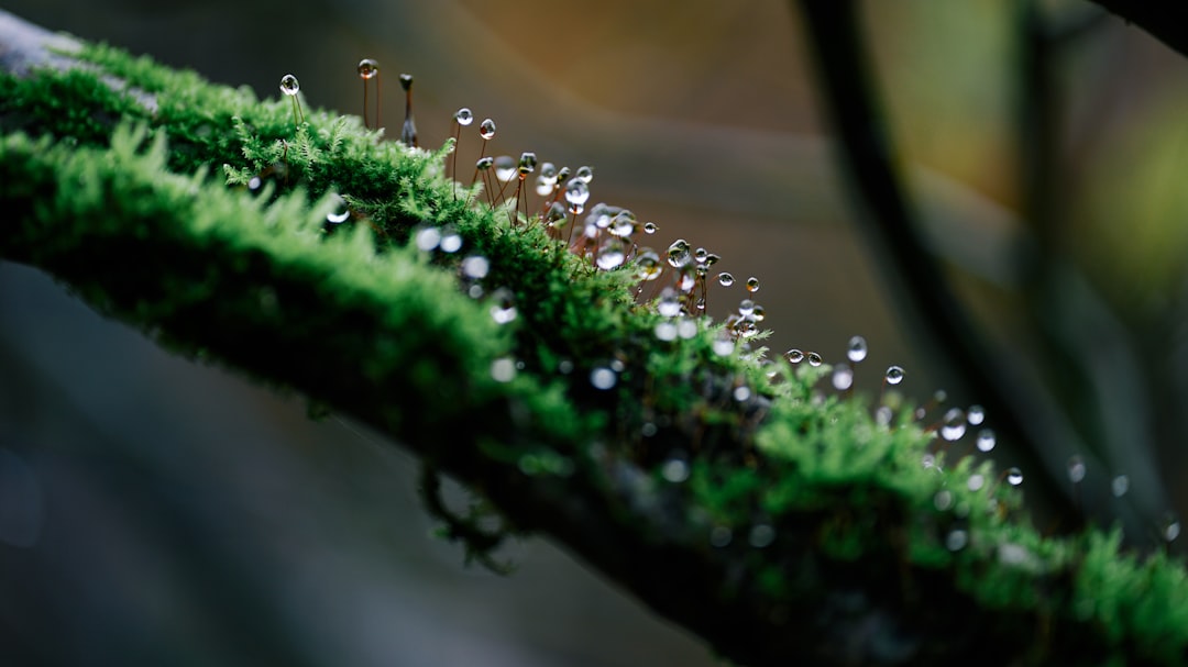 water droplets on green moss in tilt shift lens