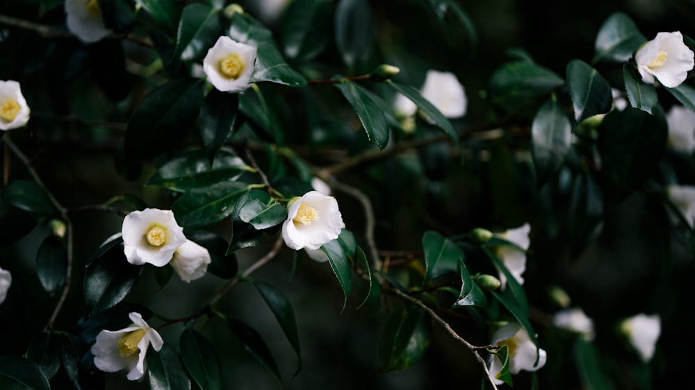 white flower with green leaves