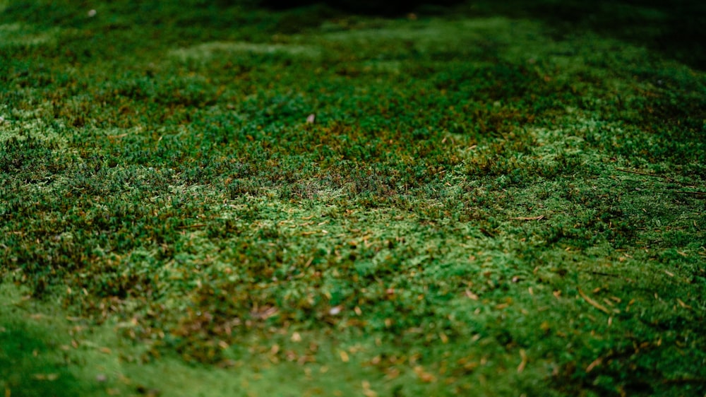 green grass field during daytime