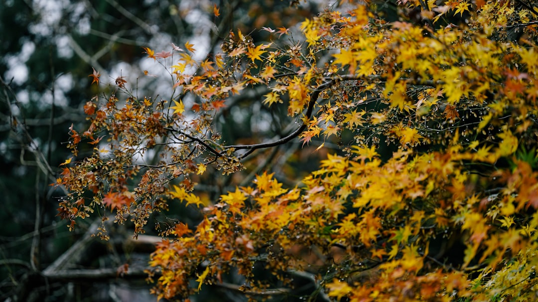 yellow and green leaf tree