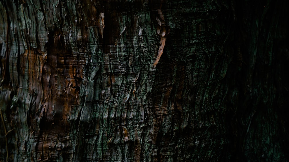 black and brown tree trunk