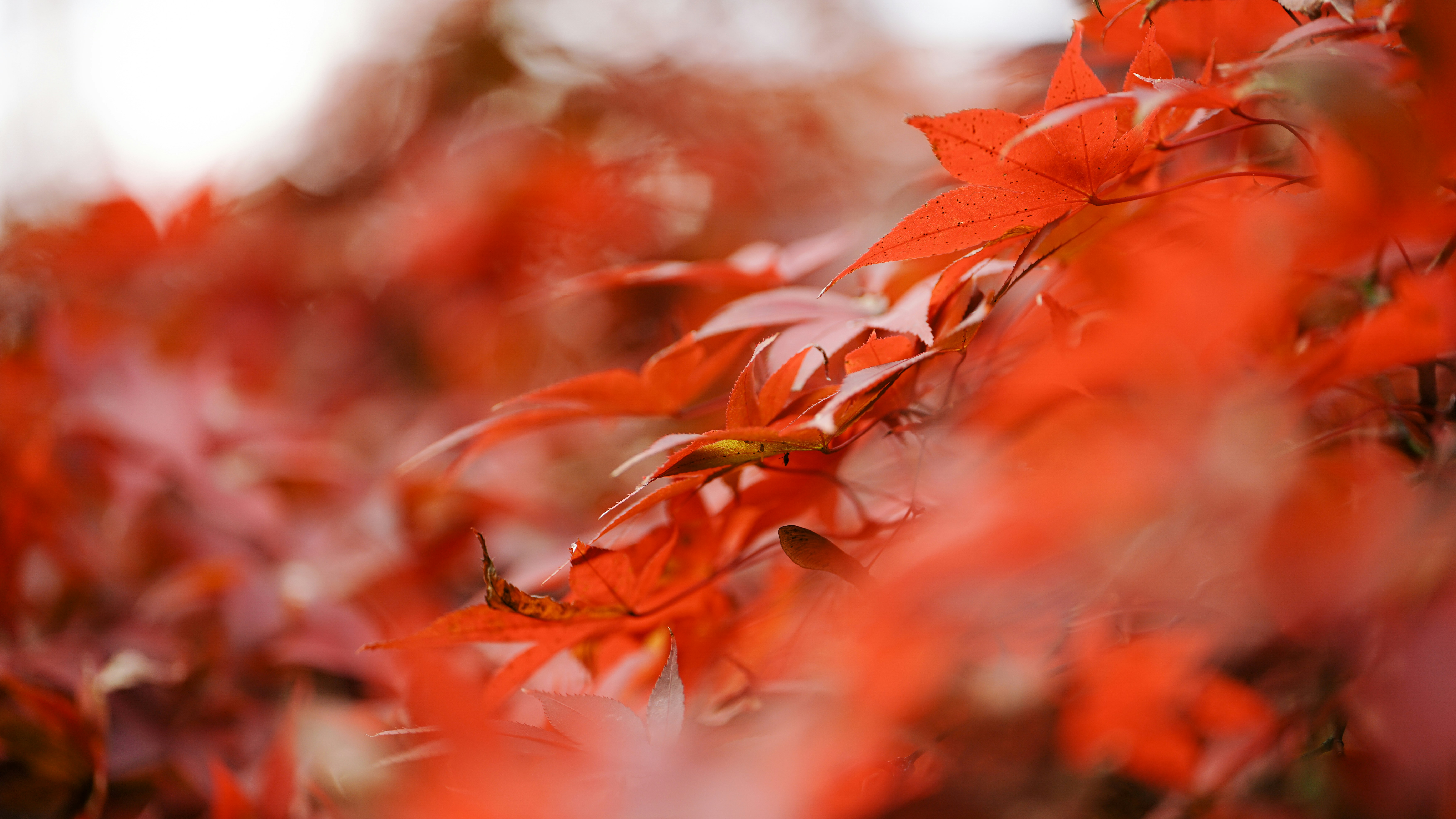 Photo by tokyokohaku