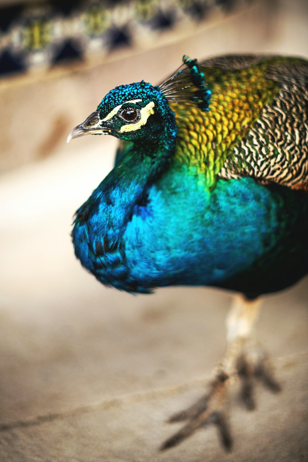 blue green and brown peacock