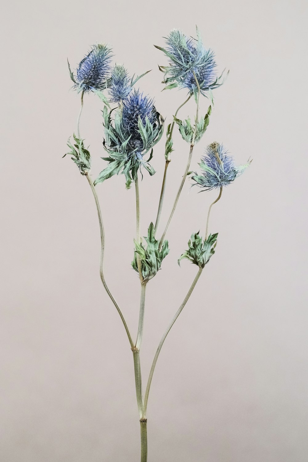 blue flowers with green leaves