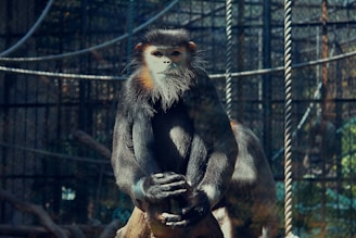 A monkey with a striking face, featuring a white beard and orange cheeks, sits on a wooden branch. It is enclosed within a mesh-wire cage, surrounded by ropes and a dimly lit environment.