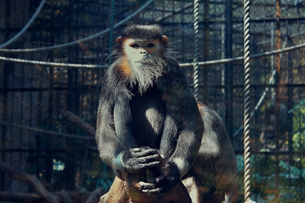 A monkey with a striking face, featuring a white beard and orange cheeks, sits on a wooden branch. It is enclosed within a mesh-wire cage, surrounded by ropes and a dimly lit environment.
