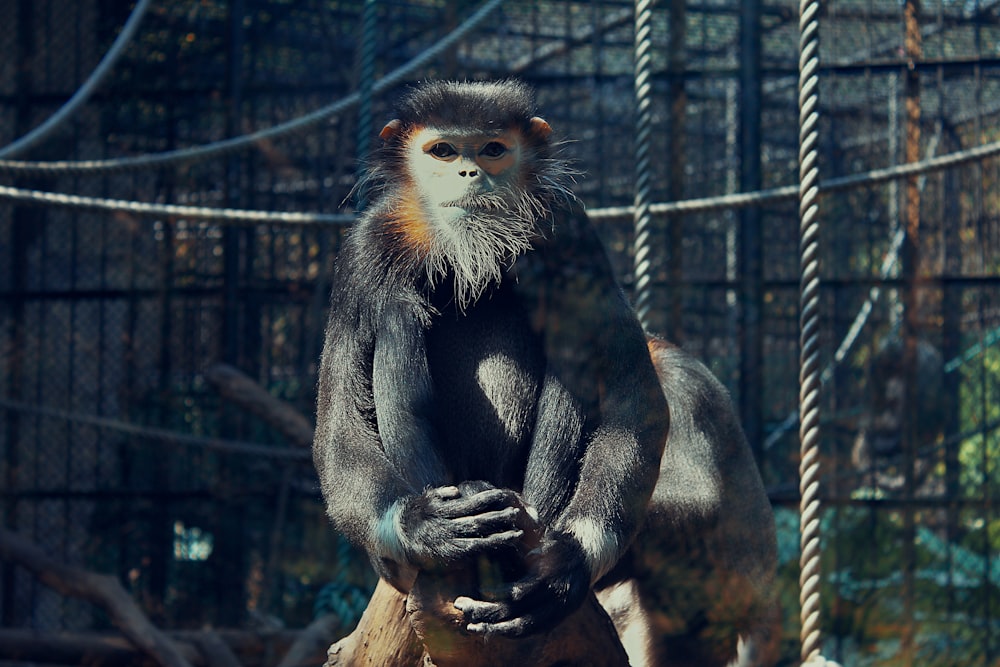 black and white monkey sitting on brown wooden log