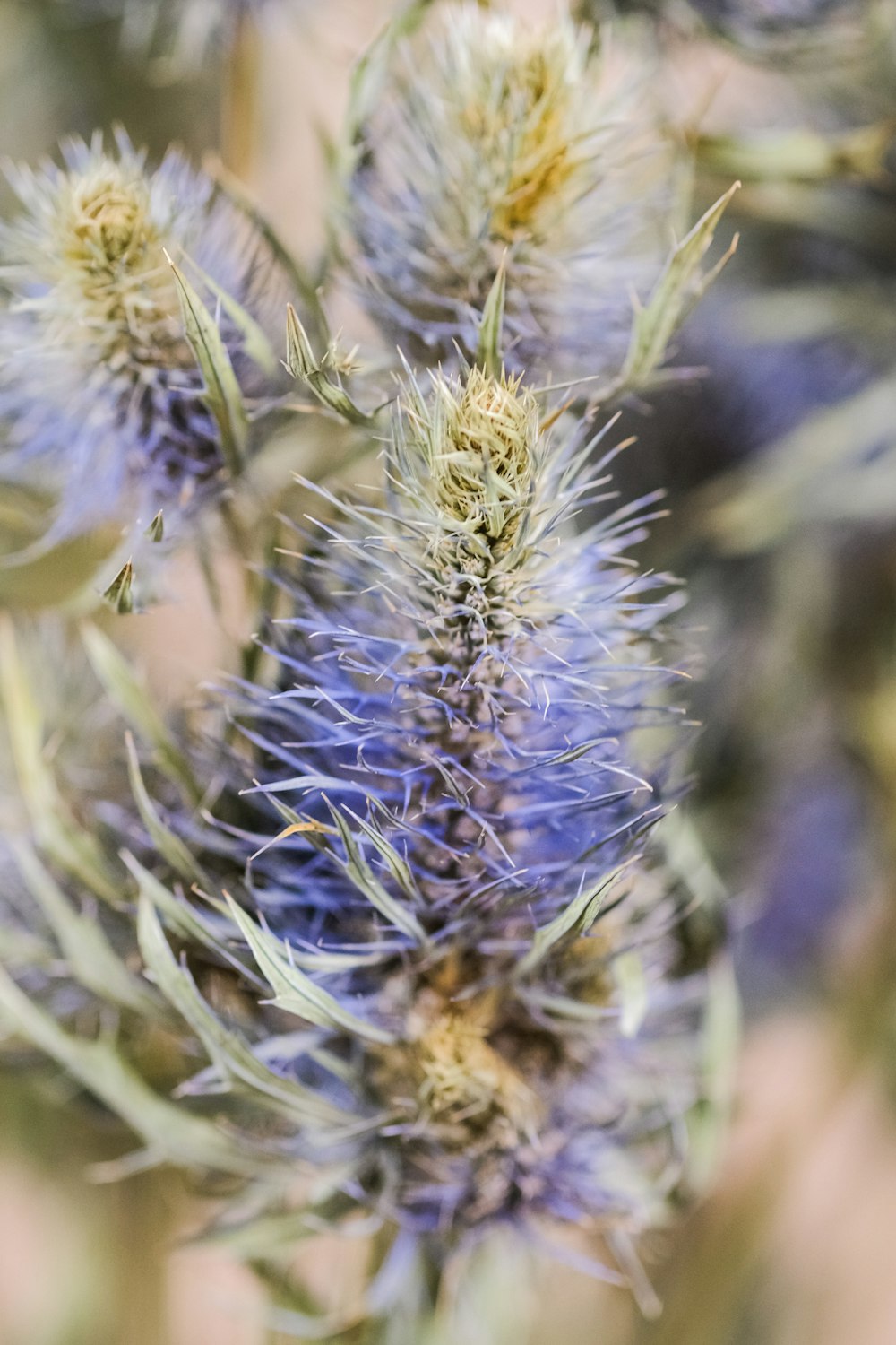 blue and white flower in close up photography