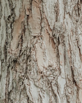 brown and black tree trunk