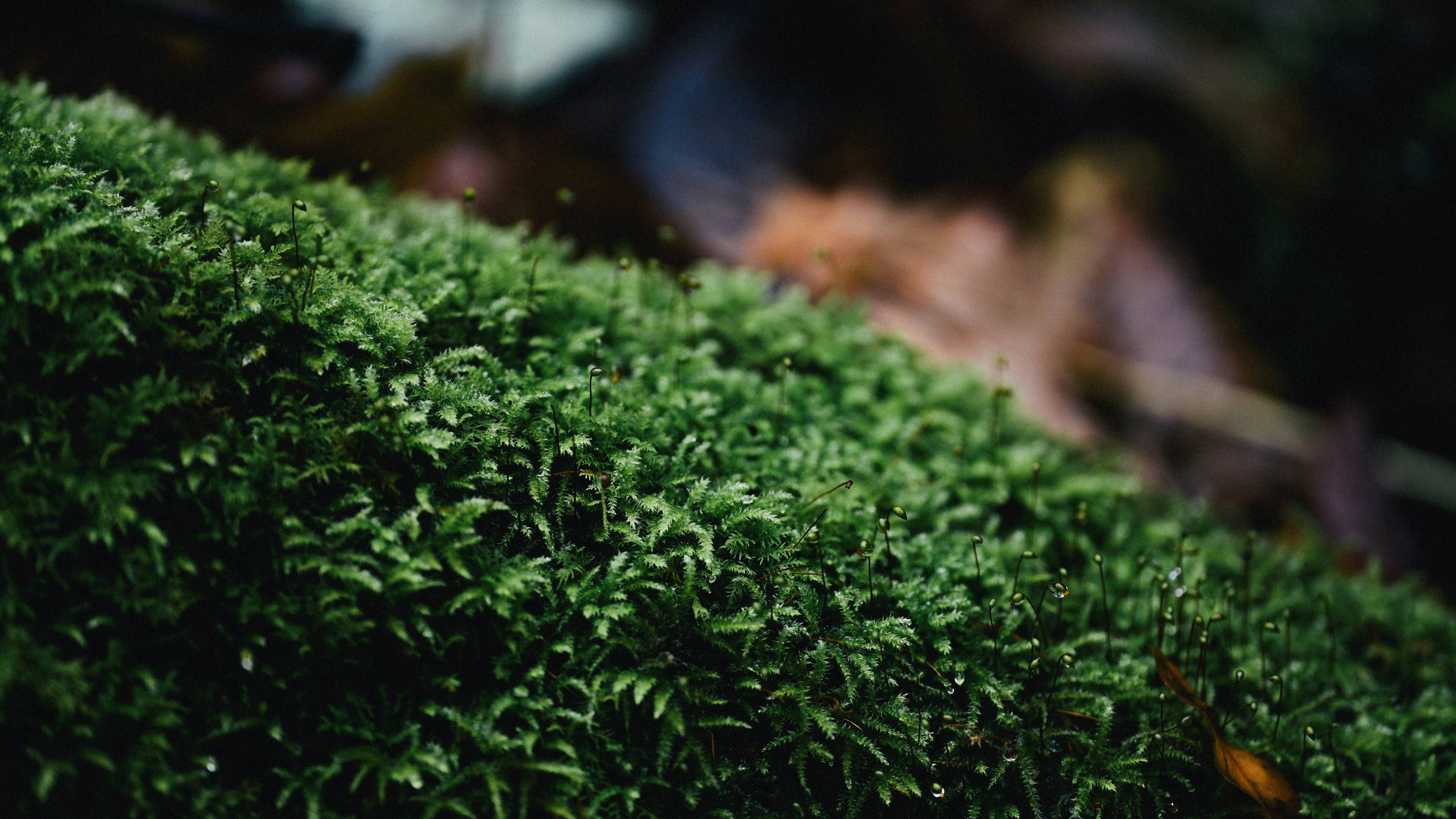 Photo by tokyokohaku