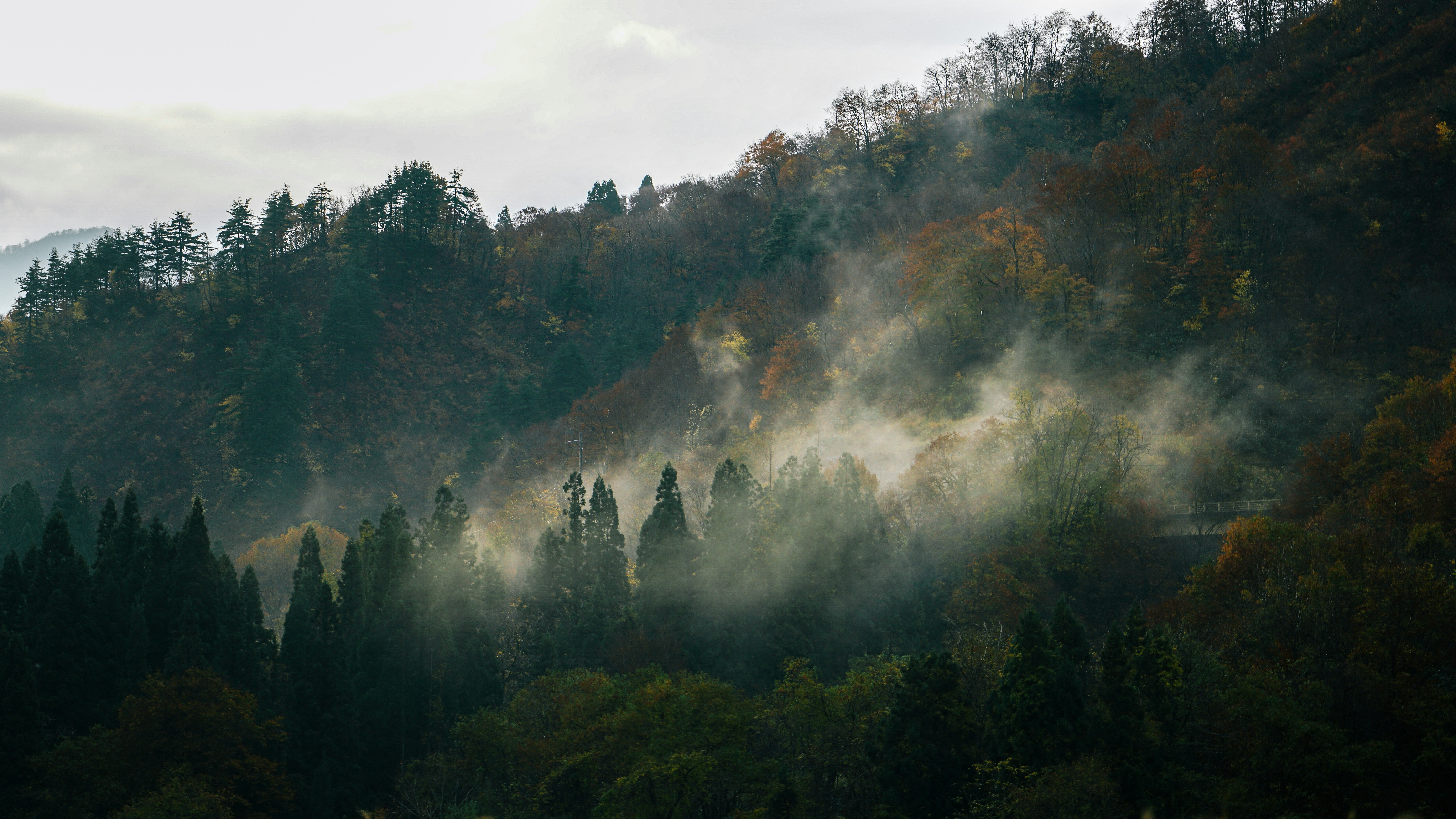 green trees on mountain under white clouds during daytime