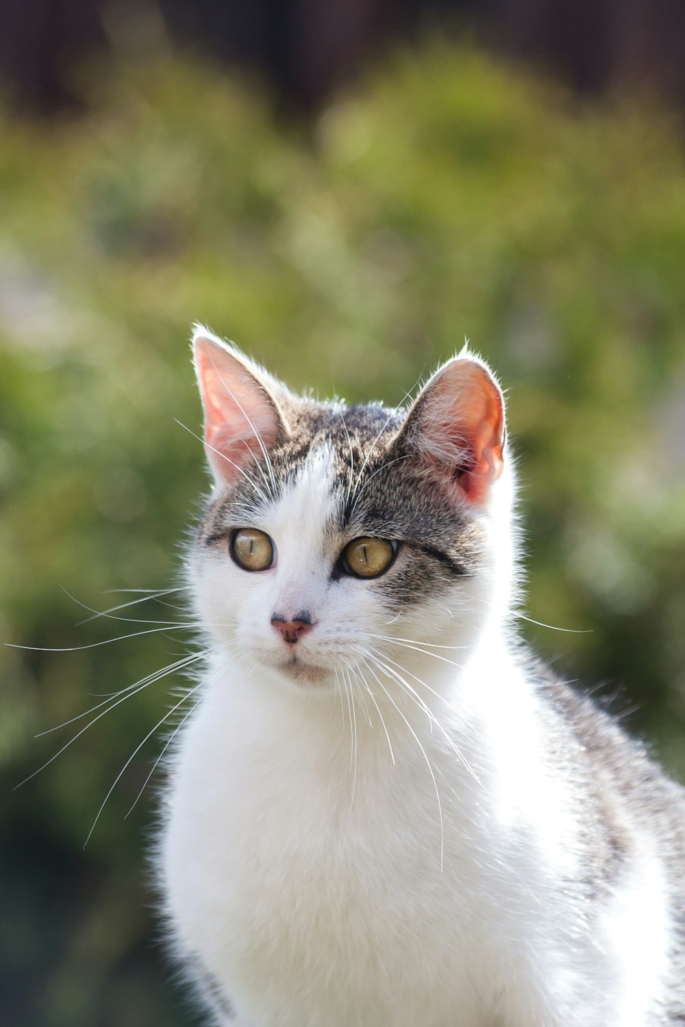 white and grey cat in close up photography