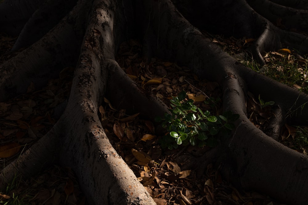 brown tree trunk on brown dried leaves