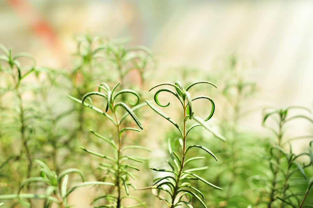 green plant in macro lens