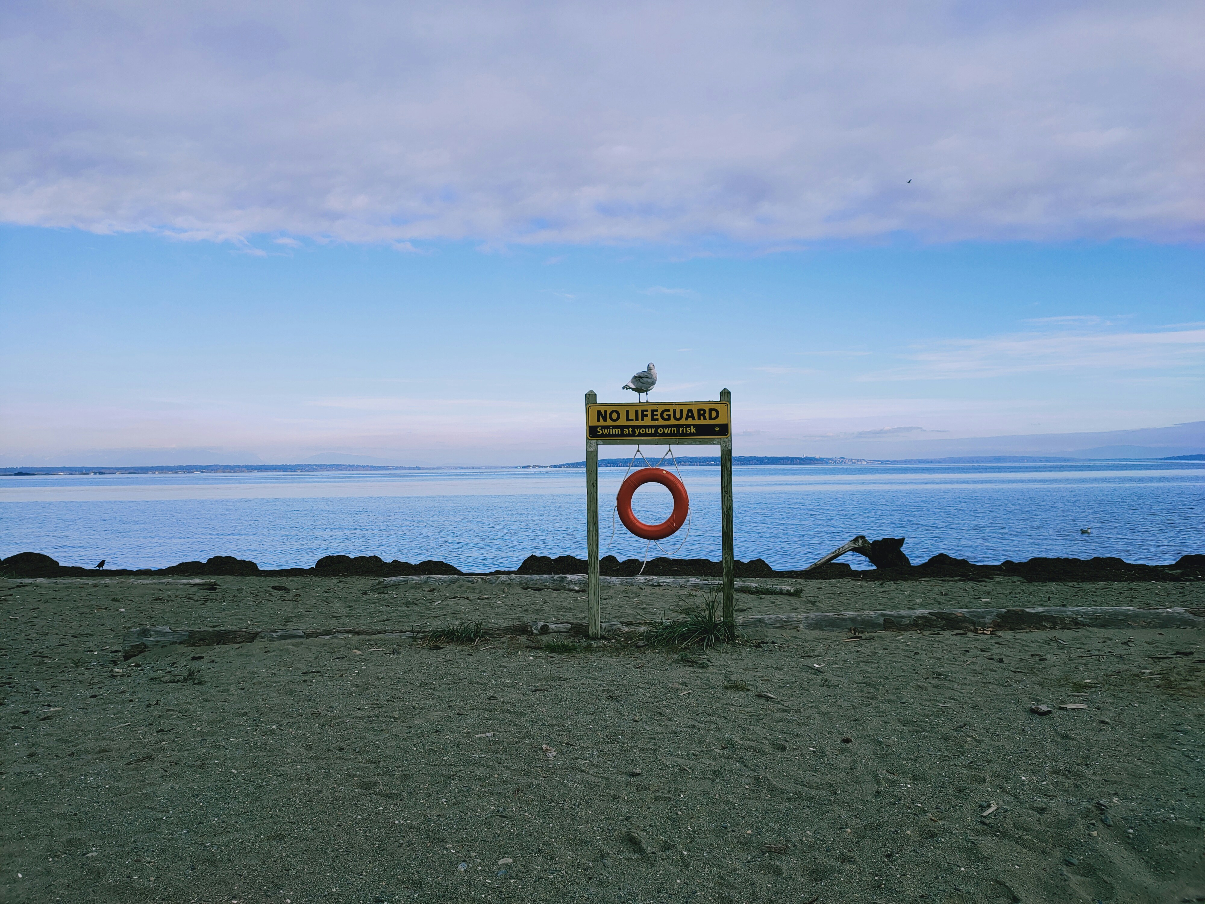 no lifeguard sign and a bird