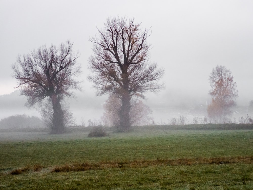 green grass field with trees covered with fog