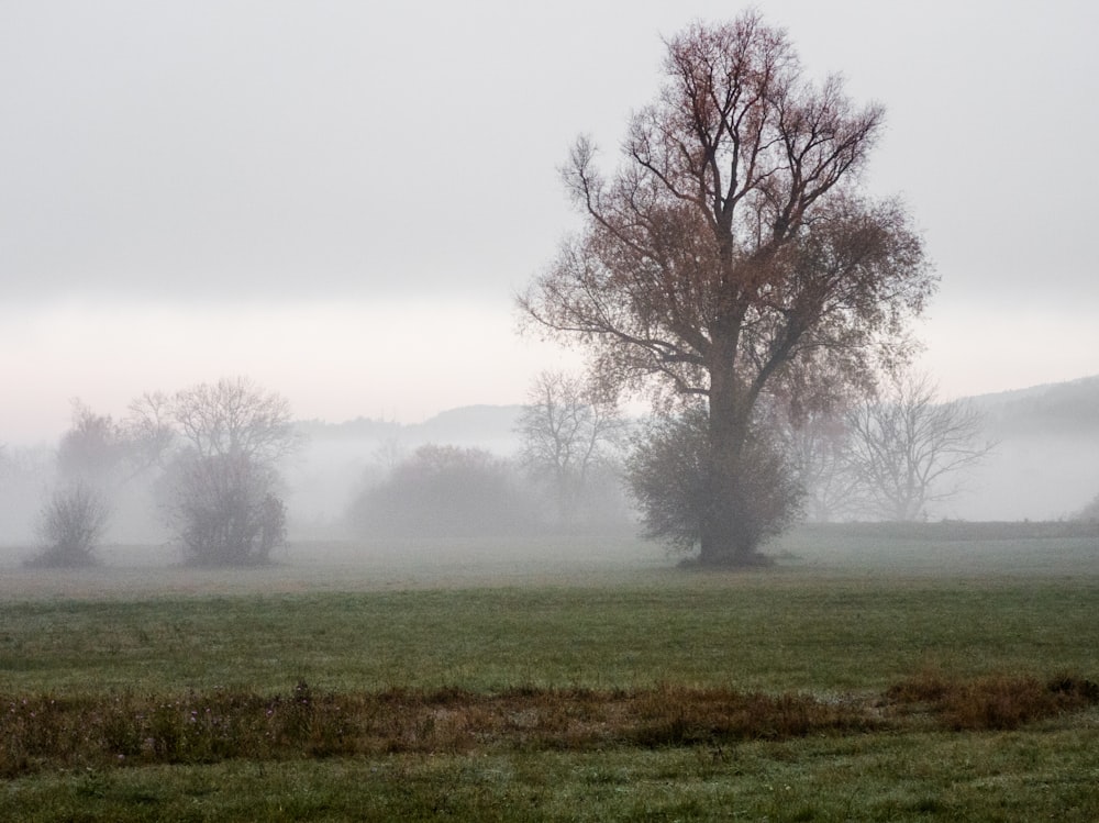 green grass field with trees