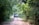 A dirt road winding through a lush green forest with a safari vehicle approaching in the distance. The dense foliage on both sides of the path creates a natural canopy overhead.