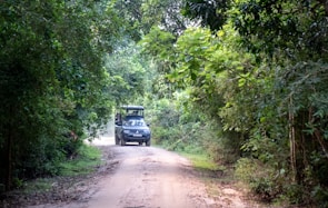 A dirt road winding through a lush green forest with a safari vehicle approaching in the distance. The dense foliage on both sides of the path creates a natural canopy overhead.