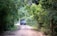 A dirt road winding through a lush green forest with a safari vehicle approaching in the distance. The dense foliage on both sides of the path creates a natural canopy overhead.