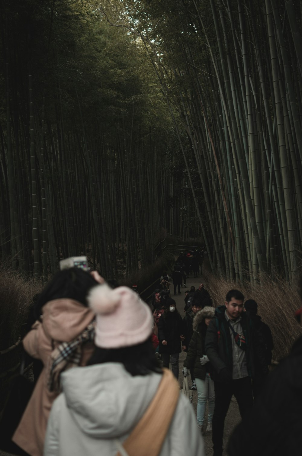 people walking on forest during nighttime