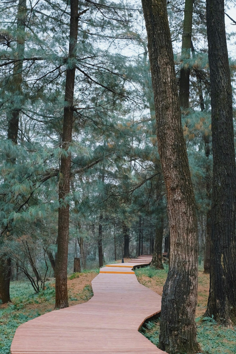 banc en bois brun près des arbres bruns pendant la journée