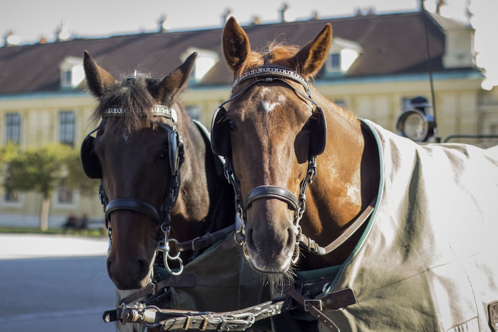 brown horse with black leather strap on gray horse