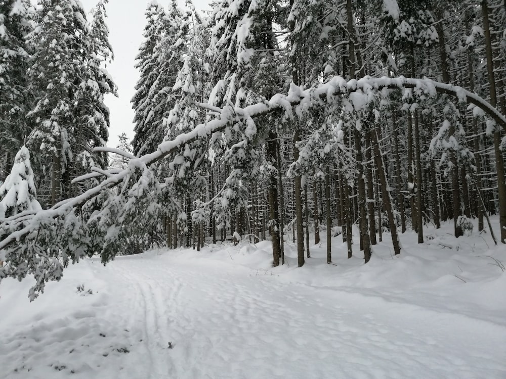 brown tree branches covered with snow