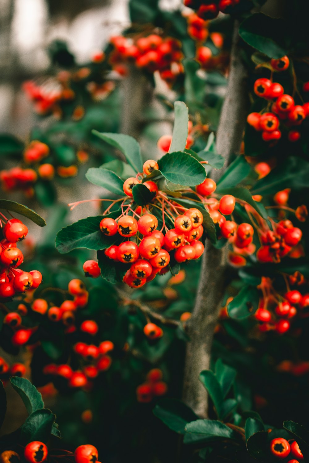 frutos rojos redondos en el árbol