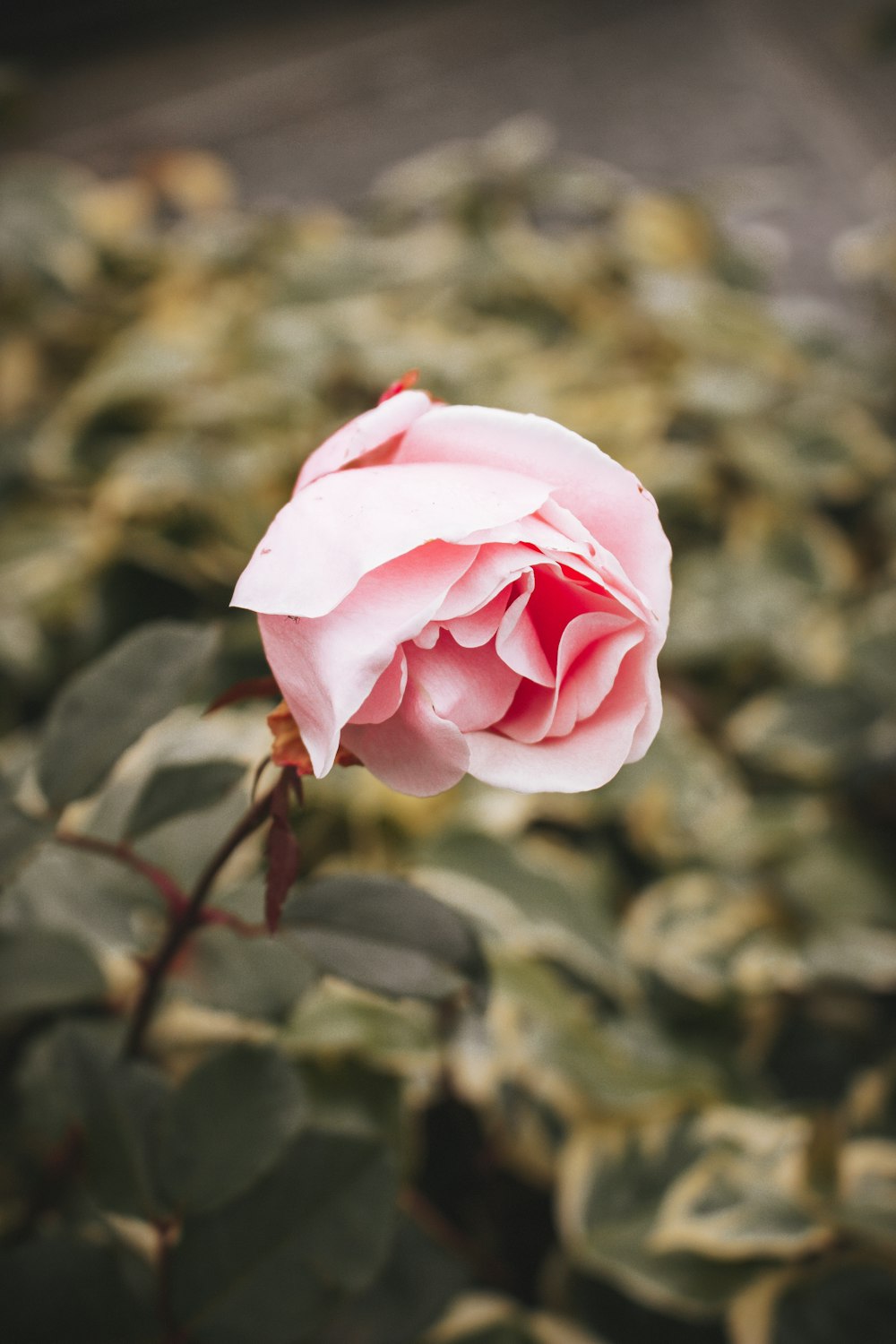 pink rose in bloom during daytime