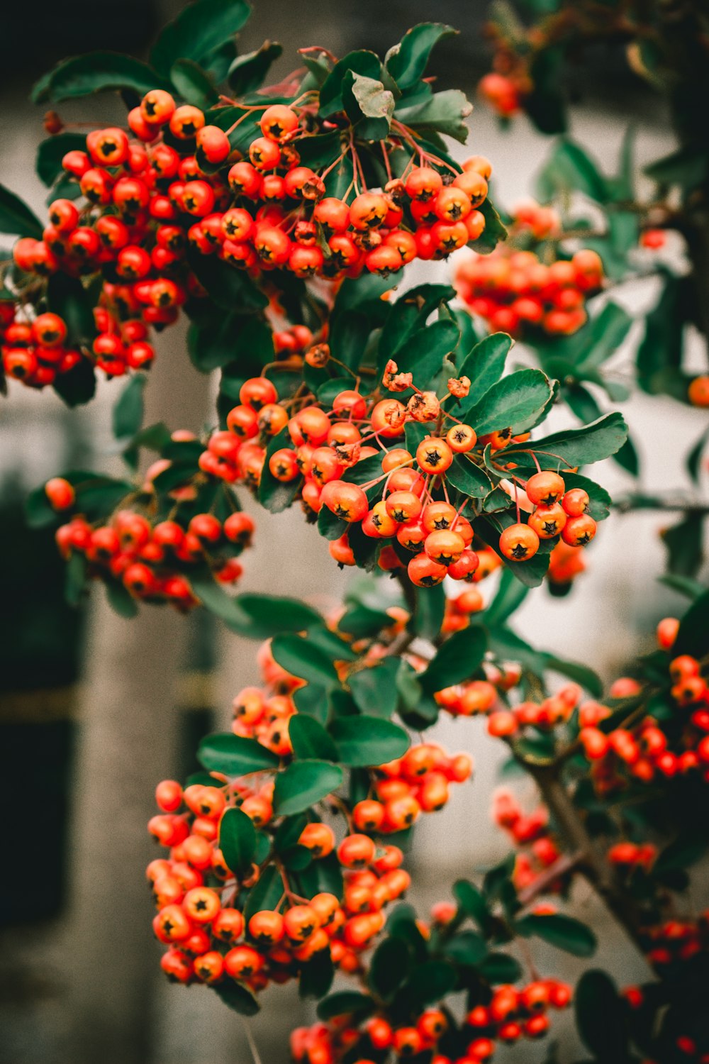 red round fruits on white wooden fence during daytime