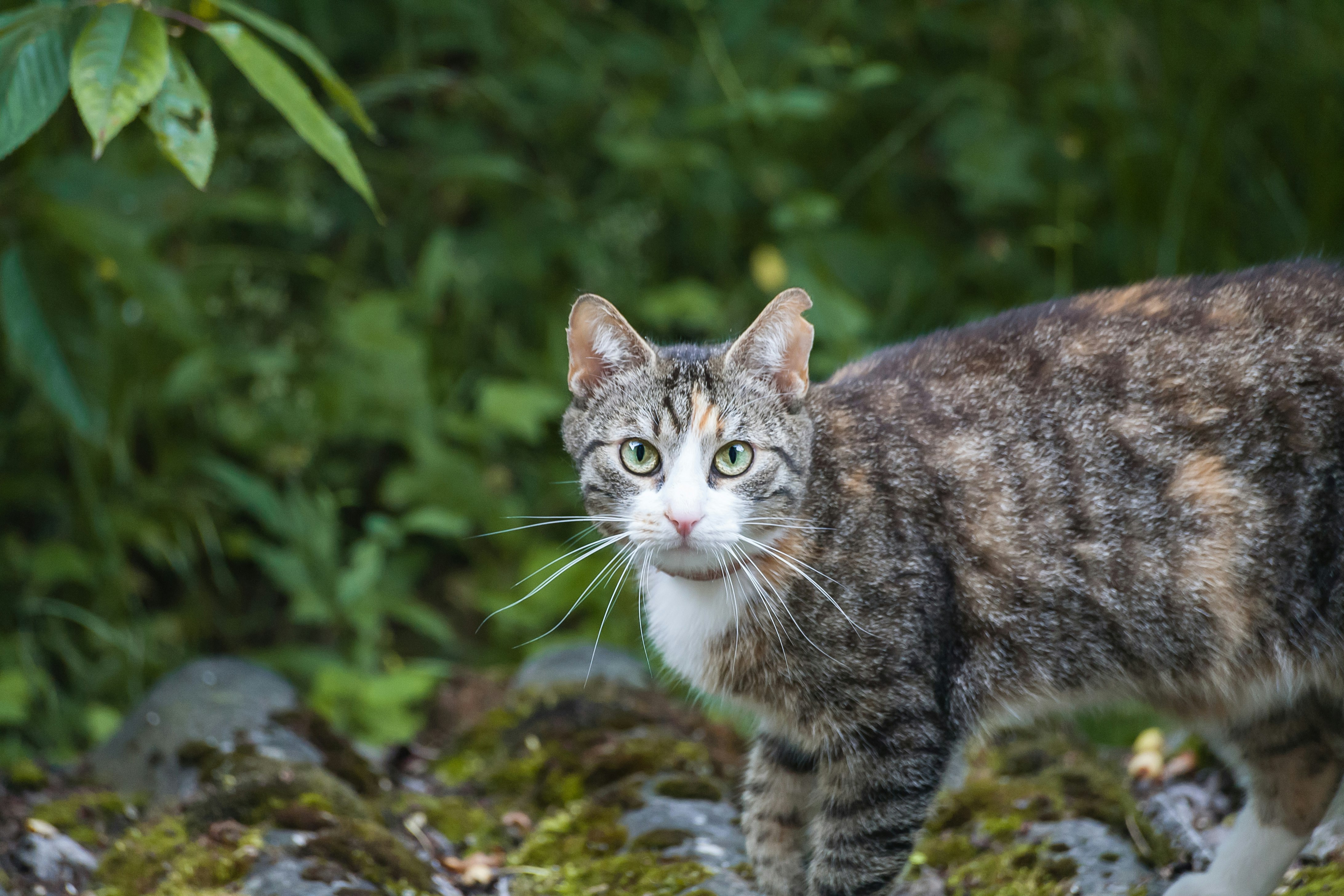 brown tabby cat on rock