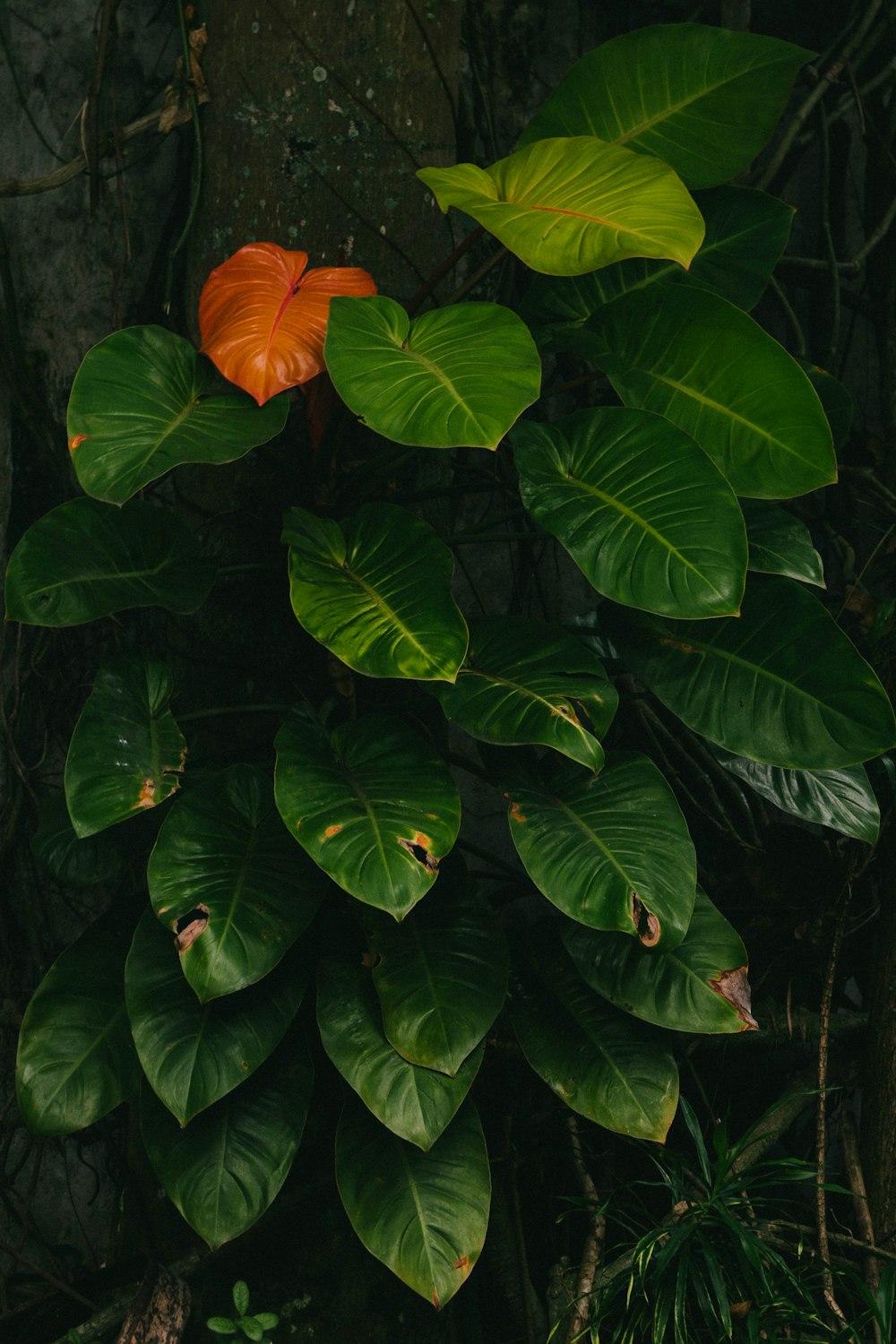 green and orange leaves on brown soil