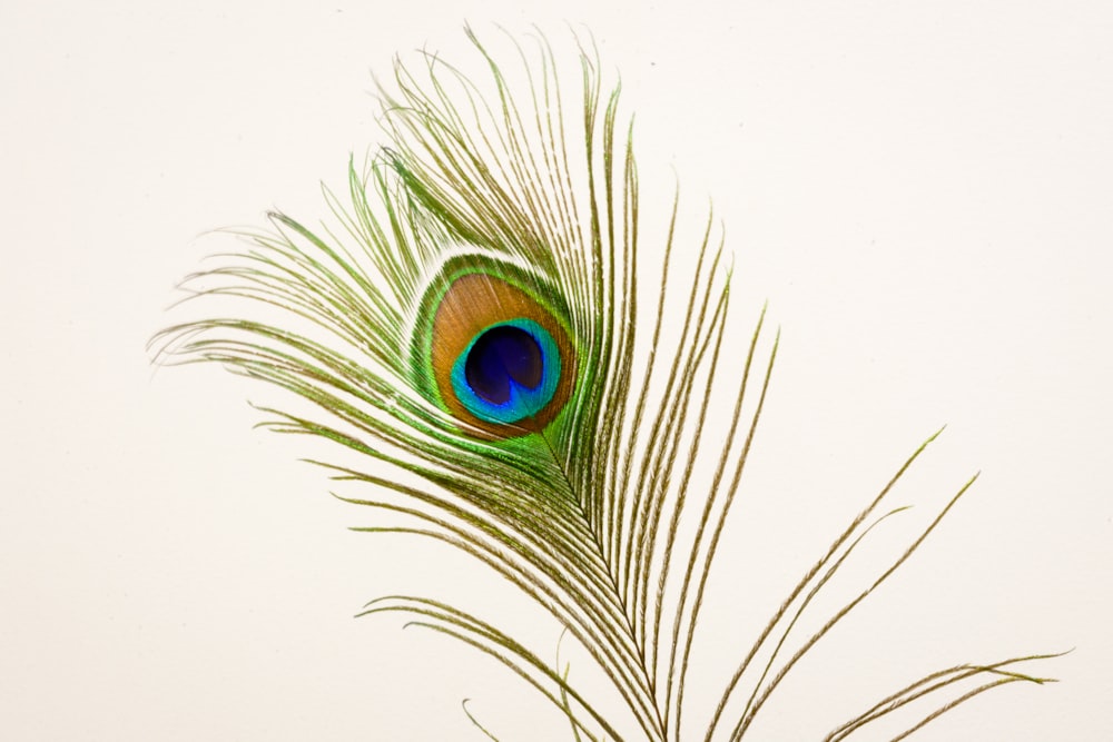 green and blue peacock feather