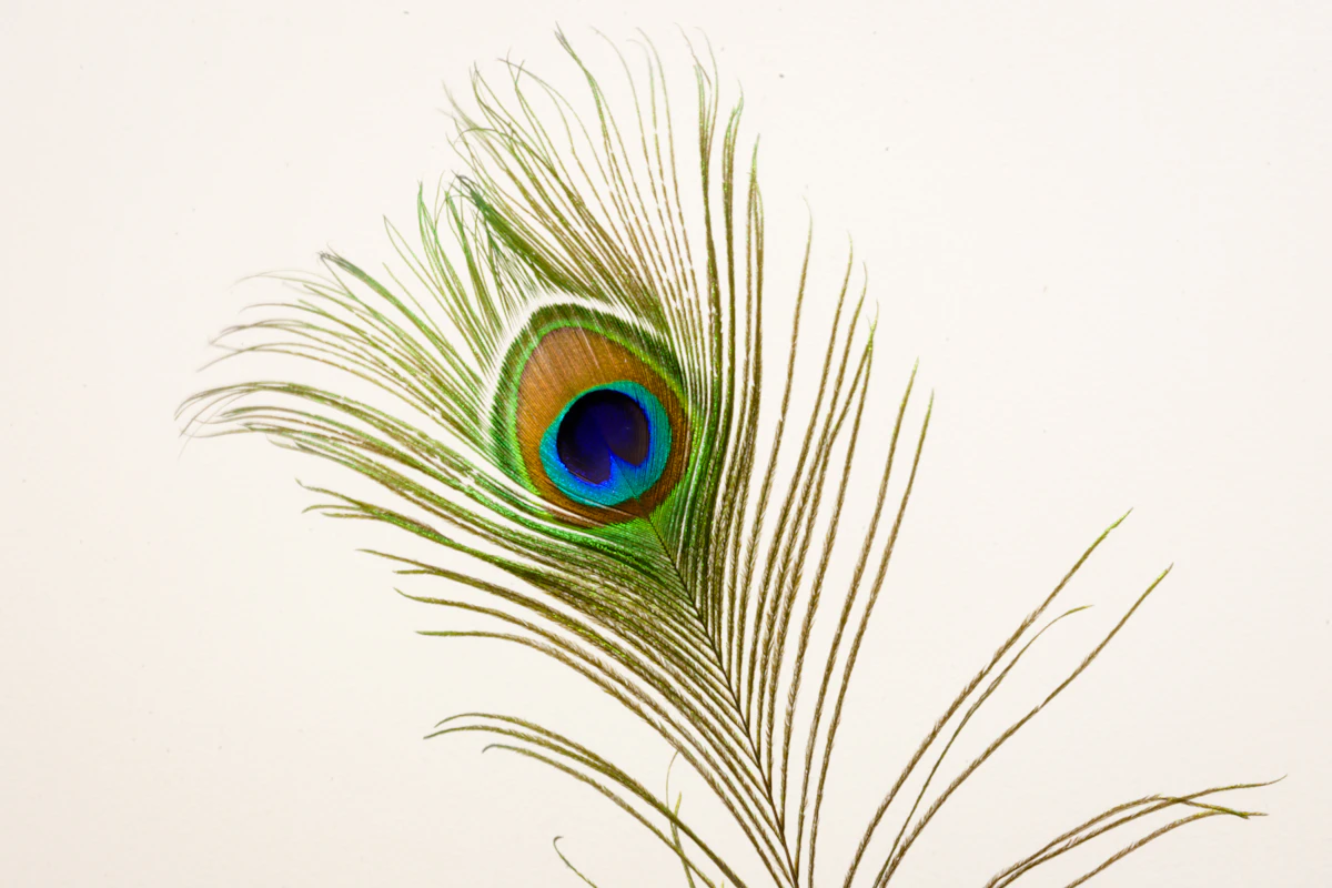Pluma de pavo real pálida sobre un fondo claro y liso