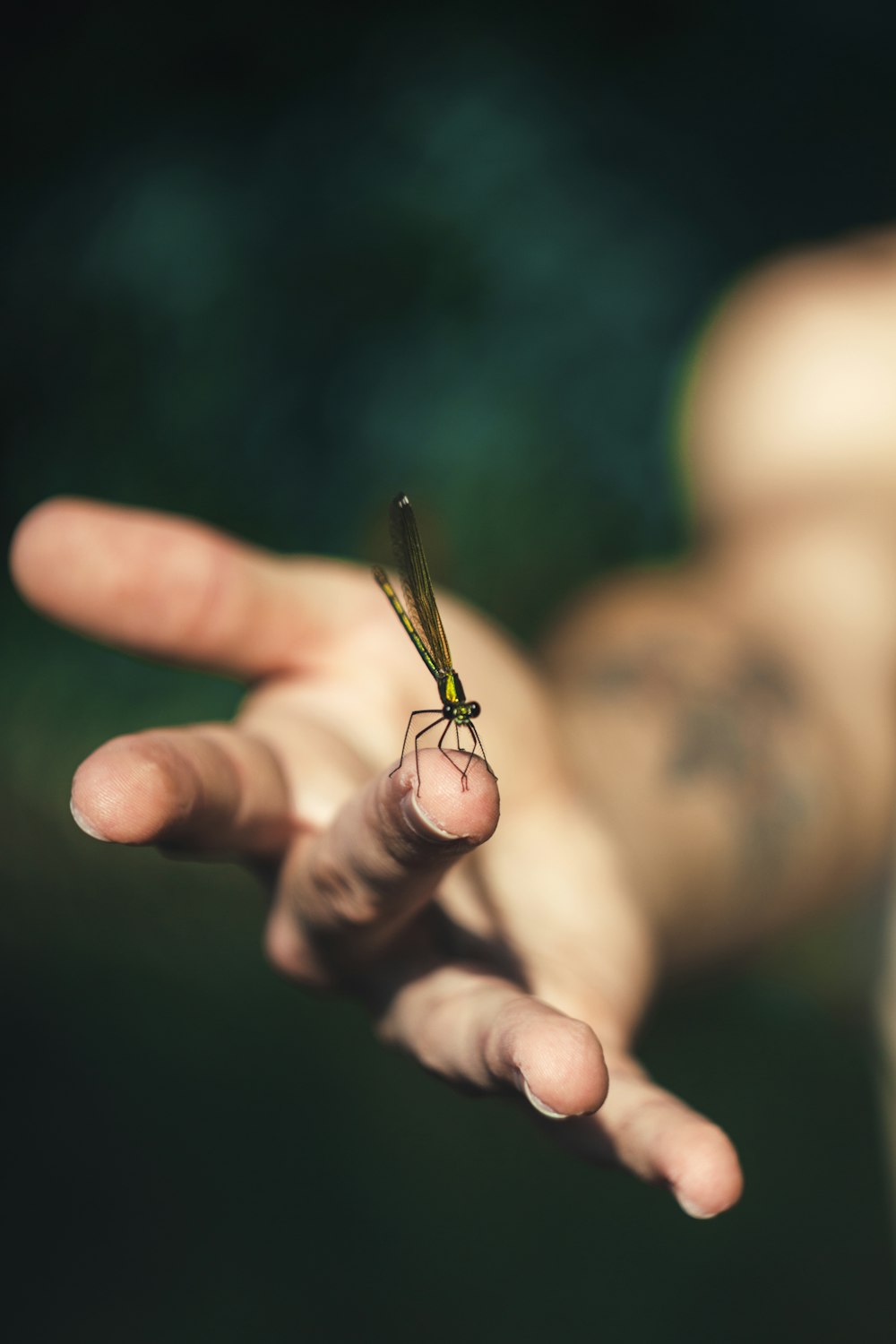 green dragonfly on persons hand