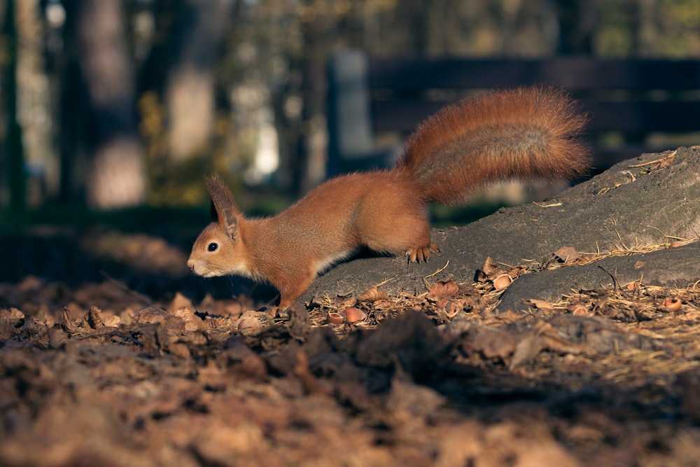 brown squirrel on brown soil during daytime