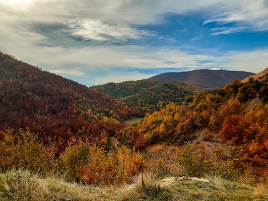 green and brown trees on mountain under white clouds during daytime in Pogradec Albania