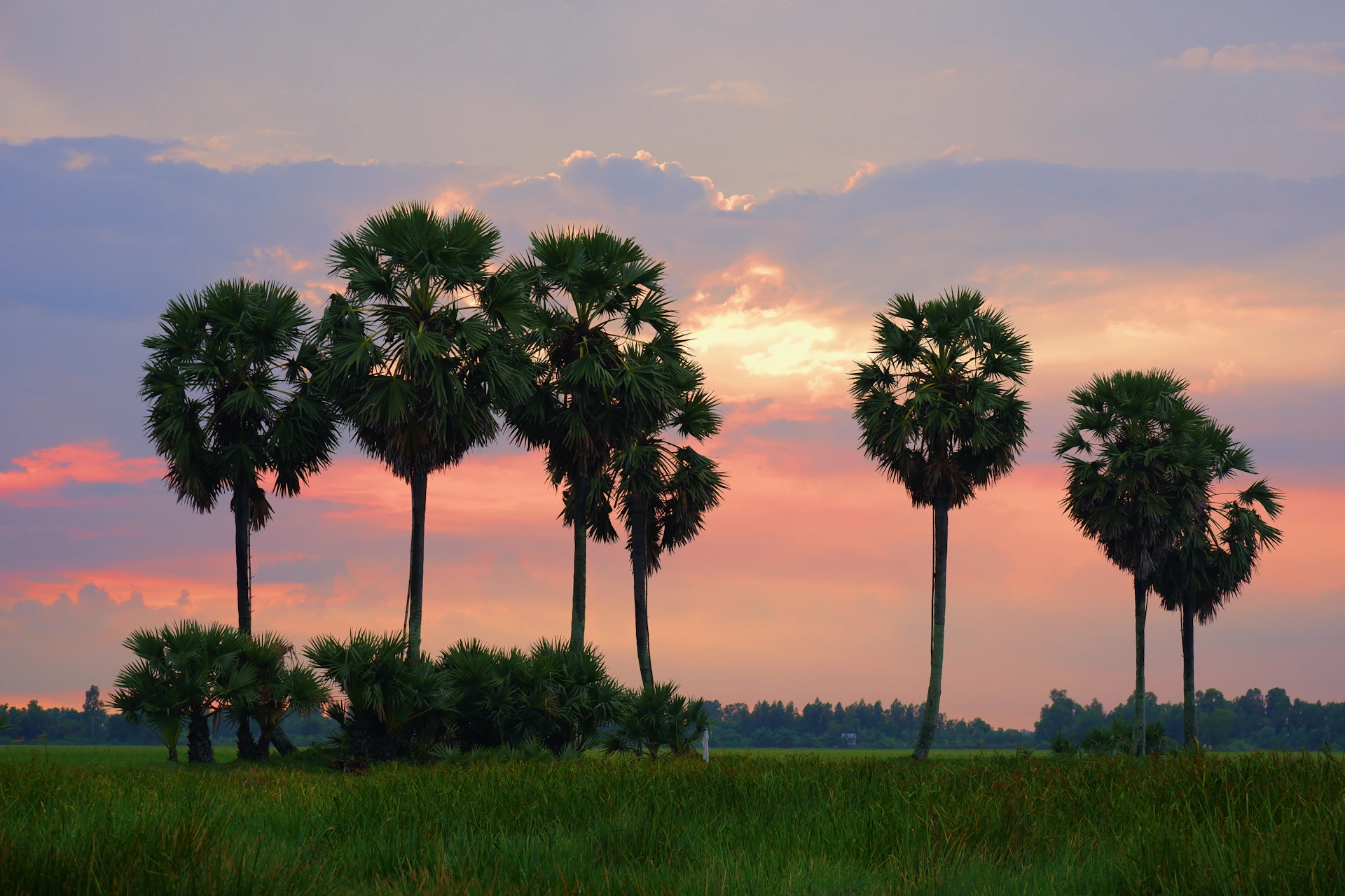 green palm trees on green grass field under white clouds during daytime