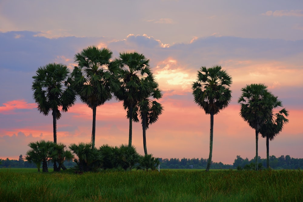 green palm trees on green grass field under white clouds during daytime