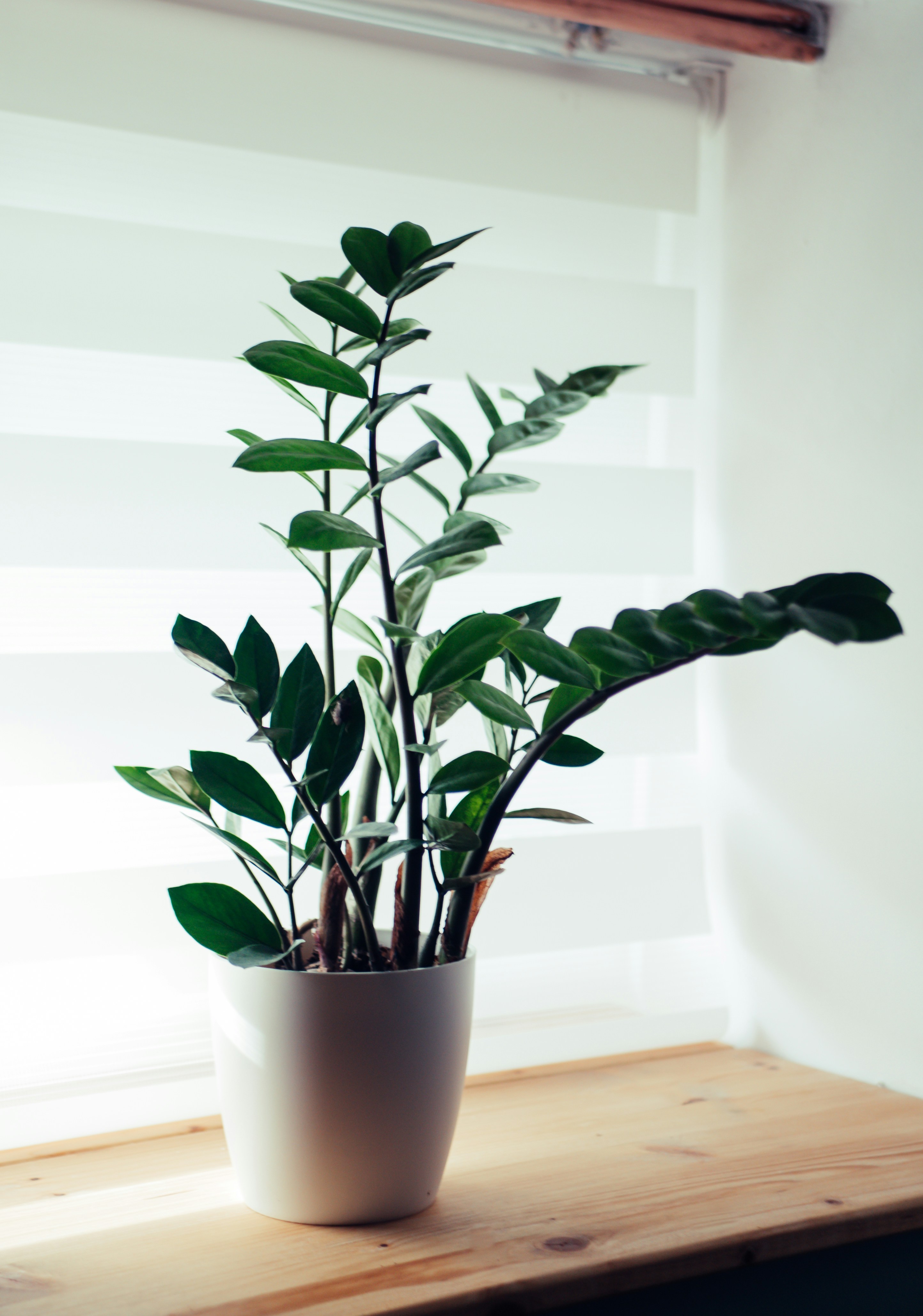 green plant on white ceramic pot