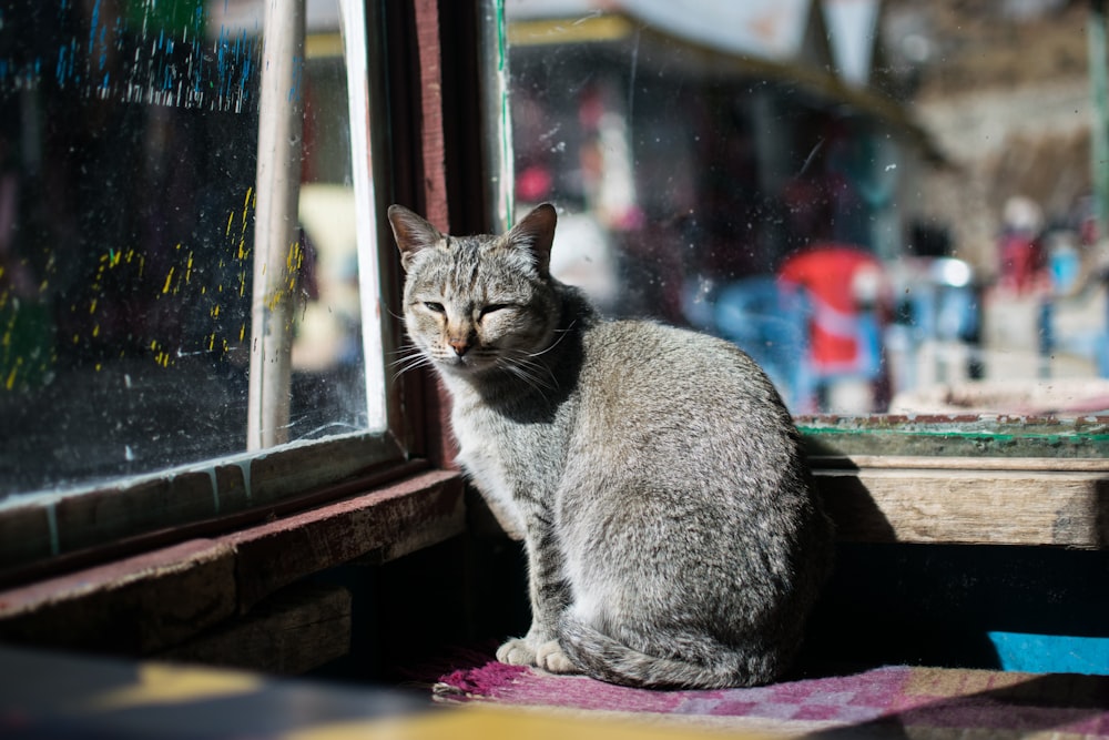 gray cat sitting on brown wooden table