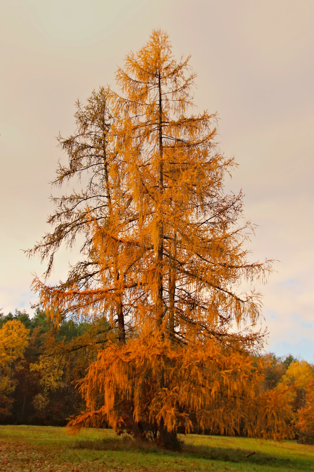 brown and green trees under white sky during daytime