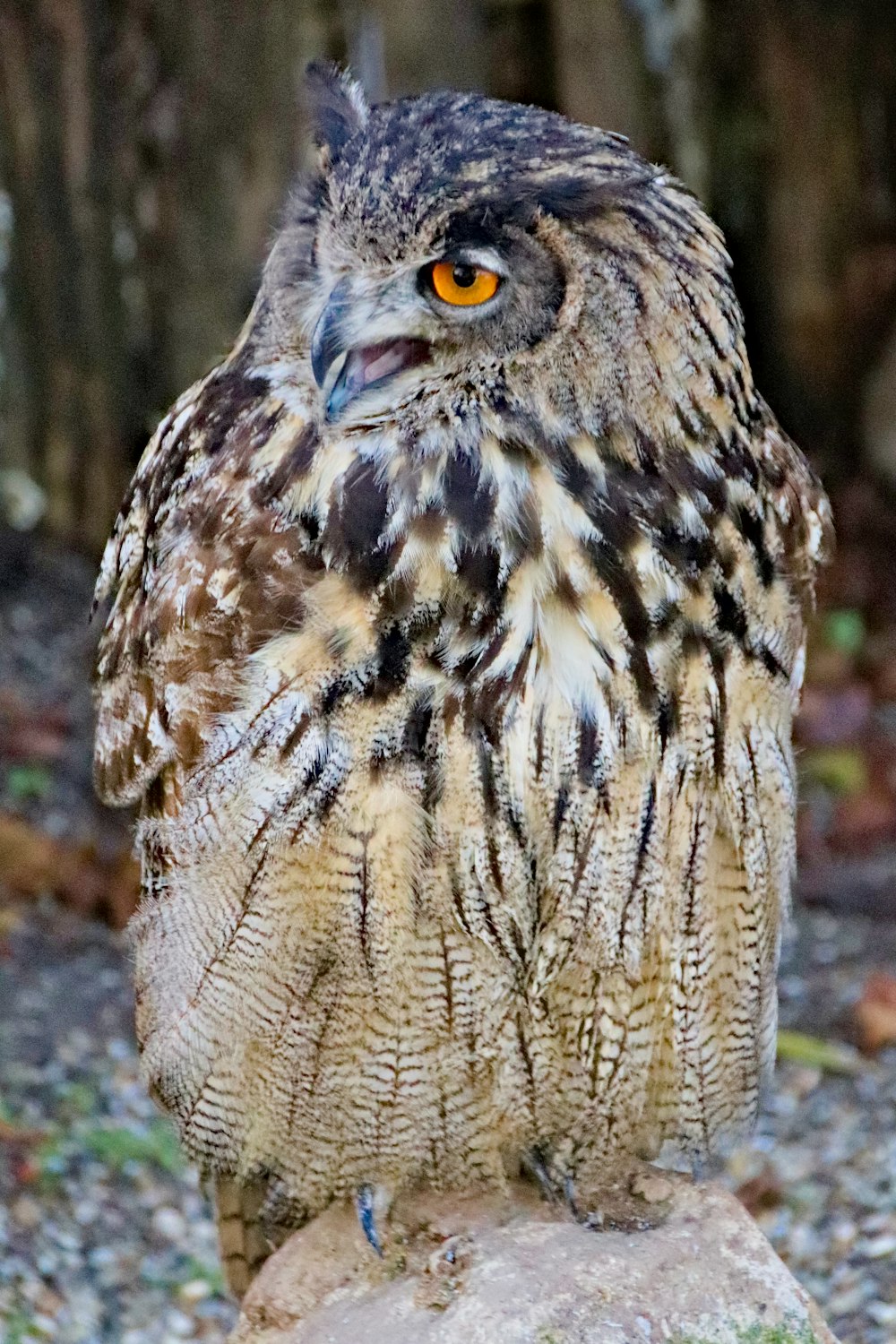 brown and black owl on brown wooden fence during daytime