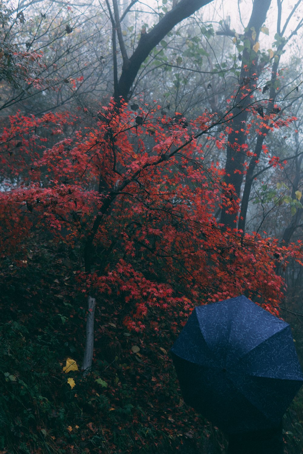 black umbrella near red leaf tree