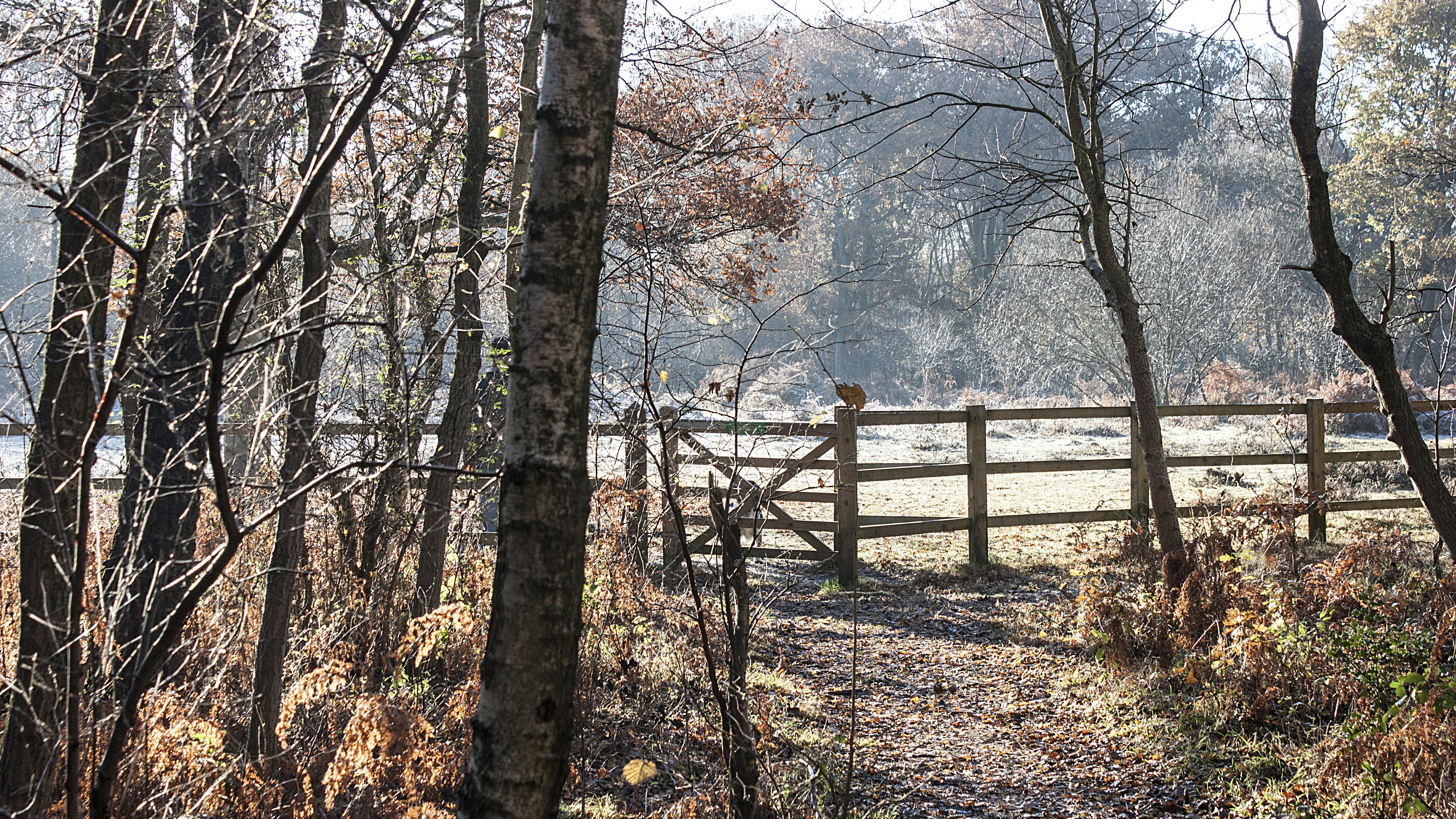 Fox standing in natural forest habitat, autumn light filtering through trees, wildlife photography