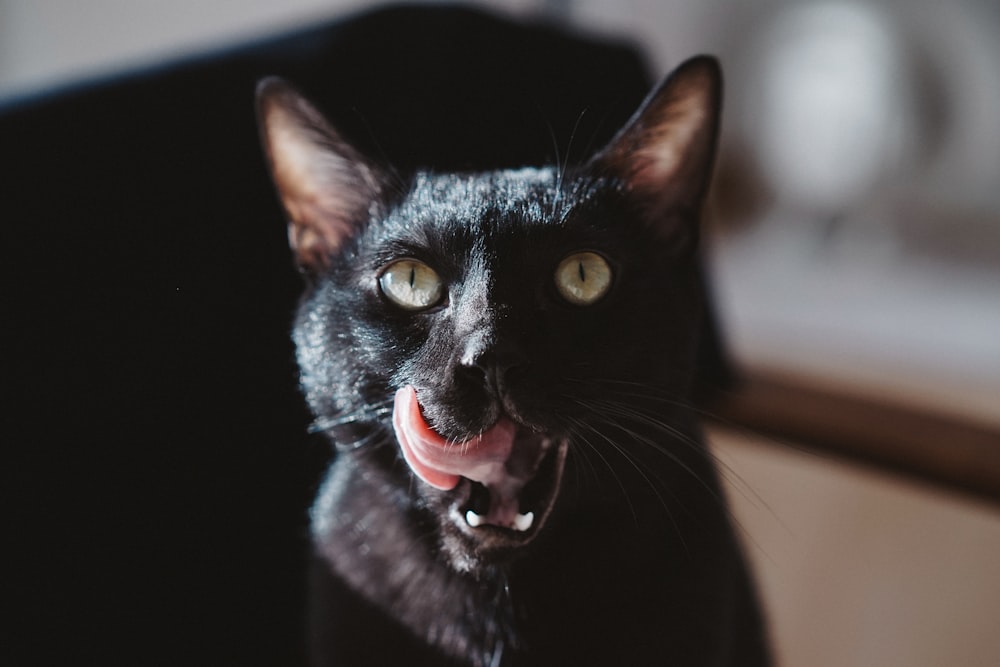 gato preto com olhos vermelhos