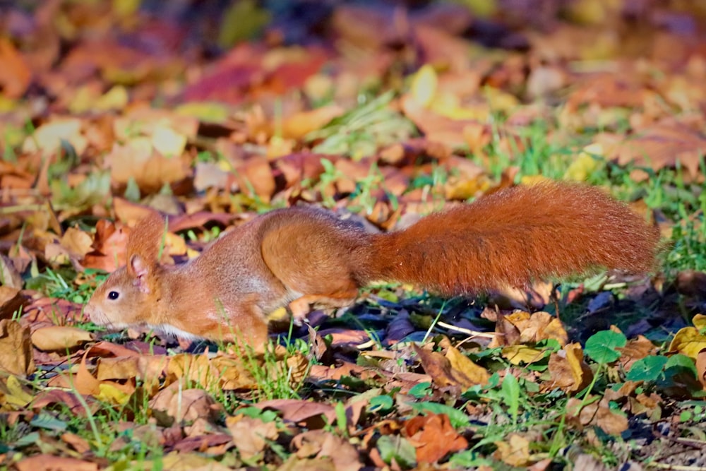 brown squirrel on brown dried leaves